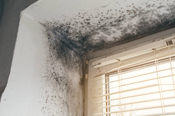 Affordable Black Mold Removal solutions in Gibbsboro, NJ